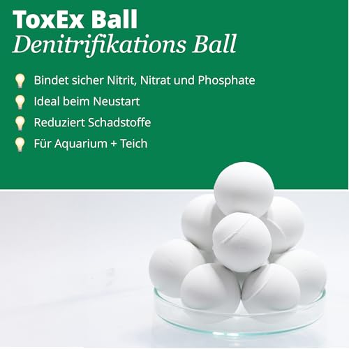 Teich Posthornschnecke, 3 St. + 1 x NH TOXEX BALL - Der lebende ALGEN ENTFERNER für den Gartenteich! GESUNDHEITS POLIZEI im Gartenteich!