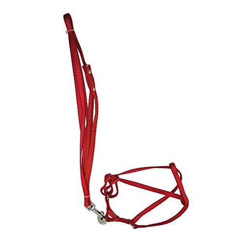 Wontee Bird Harness and Leash Adjustable Traction Strap Outdoor Rope for Medium to Large Parrots Training, Also for Small Dogs Puppy (Random Color) (L) Wontee Bird Harness and Leash Adjustable Traction Strap Outdoor Rope for Medium to Large Parrots Training, Also for Small Dogs Puppy (Random Color) (L)