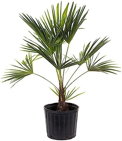 American Plant Exchange Live Windmill Palm Tree, Chusan Palm Tree, Plant Pot for Home and Garden Decor, 10" Pot