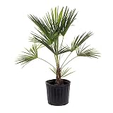 American Plant Exchange Windmill Palm Tree – 10-Inch with Pot – Live Chusan Palm Plant, Cold Hardy Tropical Tree for Home, Patio, or Garden Landscape Decor