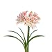 Double Amaryllis Dancing Queen - 1 Bulb - 30/32 cm Amaryllis Bulbs | Ships from Easy to Grow TM