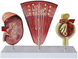 Anatomy Models, Human Kidney with Adrenal Gland Model, Anatomical Model 150x | Includes Anatomy of Adrenal Gland and Nephrons for Doctors Office Educational Tool