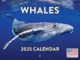 Poster Foundry Whale Calendar 2025 Monthly Wall Calender 12 Month