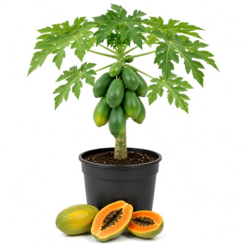 Sweet Papaya Plant Live, Papaya Fruit Tree Live for Outdoor and Container Growing, Starter Plant in Half Gallon Pot