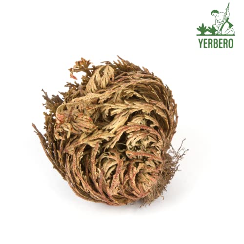 Yerbero - Jumbo Rose Of Jericho Dried Flower 3.5'' - 6'' | Selaginella Lepidophylla | Resurrection Plant | Jumbo Size Dried Rose | Abundance, Prosperity, Sacred Rose, Doradilla Plant | 3.5'' - 6'' #TOP2