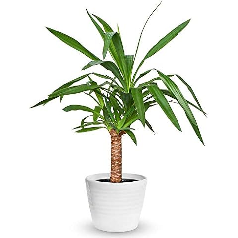 Yucca Elephantipes Indoor Decorative Tree Cover