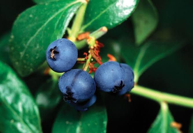 Image of Variegated Blueberry Fruit Plant - High-Yield Live Plant in Pot - Fast-Growing, Non-GMO Berry Bush - Sweet Antioxidant-Rich Blueberries - Ideal for Balcony Terrace or Garden