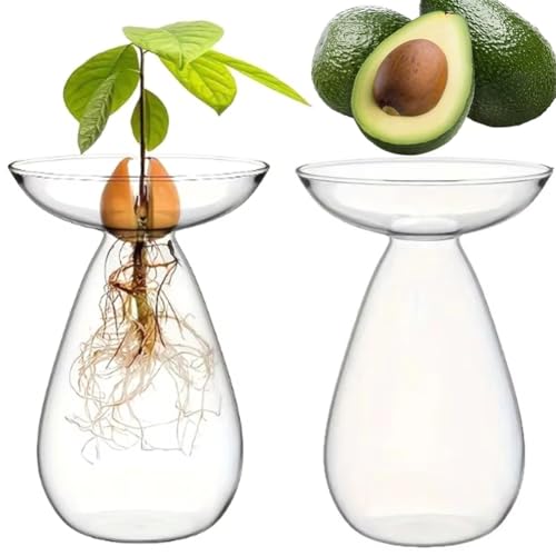 Jarrón de aguacate hidropónico de vidrio transparente para plantas 5