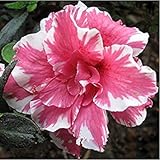  VISTARIC 2 Stück Gladiolus Bulb Seedi, Gladiolo Fiore (Nicht-Gladiolo-Samen) Wunderschöne Blumensamen-Zwiebel Seedi Simboleggia Nostalgie, Giardino della Casa della Pianta dei Bonsai 5