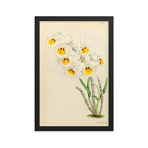 Dendrobium Bensoniae affiche rétro fleur pour salon élégant