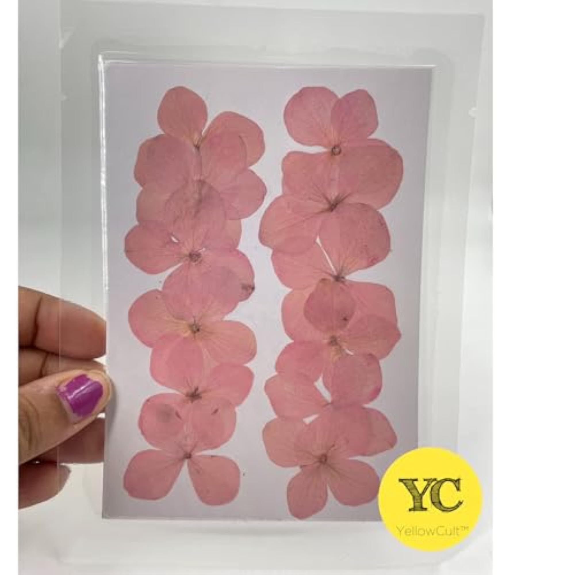 Natural Real Dried & Pressed Hydrangeas Flowers for Art Craft