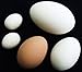 3 PACK WHITE CERAMIC DUMMY BIRD QUAIL NEST EGG HATCHING CRAFT NESTING DOVE
