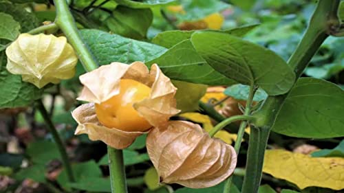 100-Pineapple Tomatillo Seeds（Physalis Peruviana L.） - Open-Pollinated #TOP4