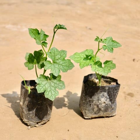 NATURE GARDEN Bloomify Plants Set of 2 - Sponge Gourd/Tori in 4 Inch Nursery Bag-image-29