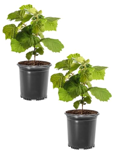 American Hazelnut Tree, Native, Edible Nuts, Year-Round Appeal1 gal. Nursery Pot, 1-2 ft Tree Height (Cannot Ship to AK, AZ, CA, HI Due to Agricultural Laws), 2 Trees