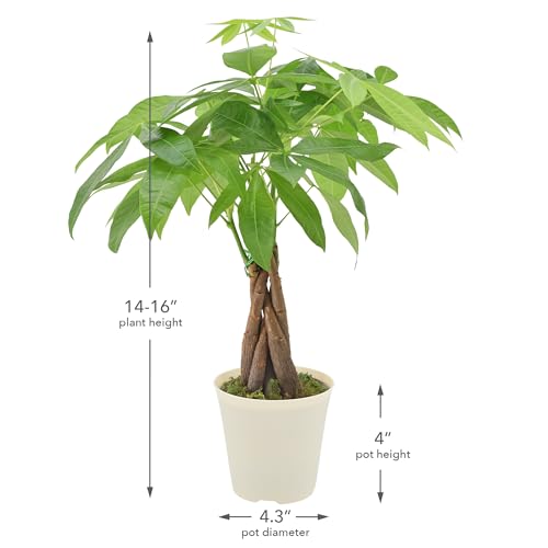 Image of Live Braided Money Tree Pachira Aquatica Indoor Houseplant in Arcadia Garden Product's Branded Plastic Pot, Tropical Plant Collector Gift for Home and Garden Decor, 4-in, Beige