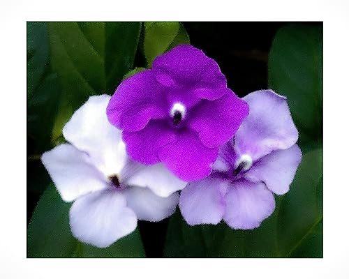 Yesterday Today Tomorrow - Brunsfelsia pauciflora 'Emerald's Grand' - Live