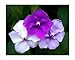 Emeralds TM Yesterday Today and Tomorrow Live Plant Brunsfesia Pauciflora