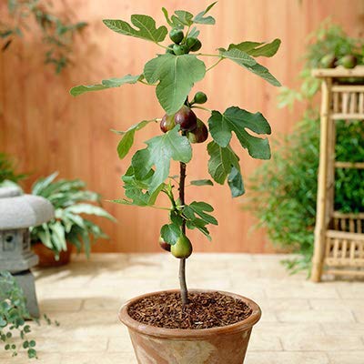 See full amazon price history chart for Plantazee Joogtook Anjeer Indian Fig Fruit Live Plant(1 Healthy Live Plant On Poly Bag) Plantazee Joogtook Anjeer Indian Fig Fruit Live Plant(1 Healthy Live Plant On Poly Bag) (B0B34KW4WF) Amazon Price History, Amazon Price Tracker