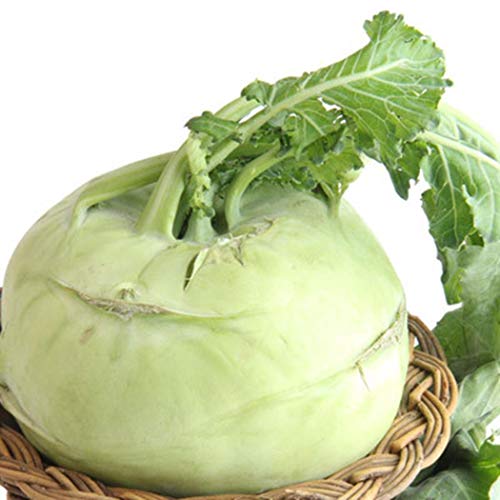 LEANO Organic Kohlrabi Seed Early White Vienna Seeds Heirloom Vegetable Seeds Non-GMO for Home Garden Planting - Thumbnail 6