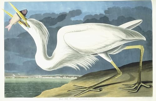 Impression d'art plumage de printemps héron blanc de John James Audubon sur toile
