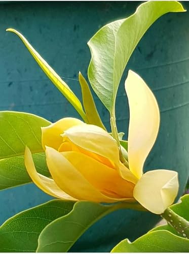 Image of All-Time Blooming Golden Swarna Champa (Grafted) - Hybrid Live Flower Plant | Michelia Champaca (Hirwa Chafa /Sonchapa /Sarna Chapa /Champak) | Pack of 1 Healthy Plant for Home & Garden