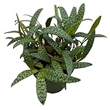 BubbleBlooms Silver Squill Leopard Plant, Ledebouria socialis, 4 inch