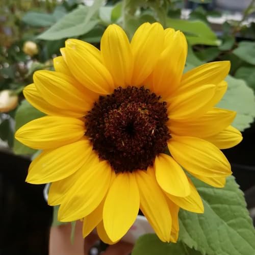 600 piezas semillas de girasol - semillas girasol perennes, pradera de silvestres perennes, del balcon