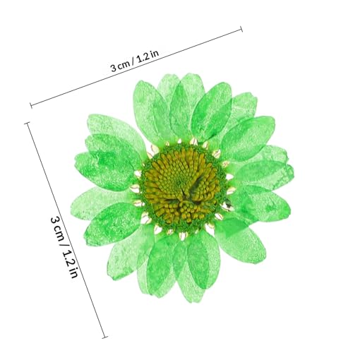 60 flores secas naturales prensadas para manualidades miniatura 2