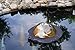 velda 123503 Dome for Watching Pond Fish, Diameter 35 cm, Floating Fish Dome M