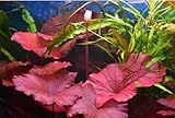 Red Tiger Lotus – Live Aquarium Plant (Nymphaea zenkeri)