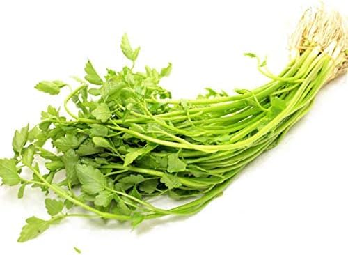 xW^un[g Z (t) _͔| 錧Y 10c Z Z a