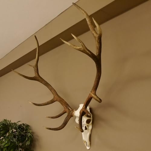 GTK - Geweihe & Trophäen KRUMHOLZ Rothirschgeweih ung. 14 Ender Hirsch Grafenwöhr Höhe 103 cm Stangen Hirschgeweih Geweih