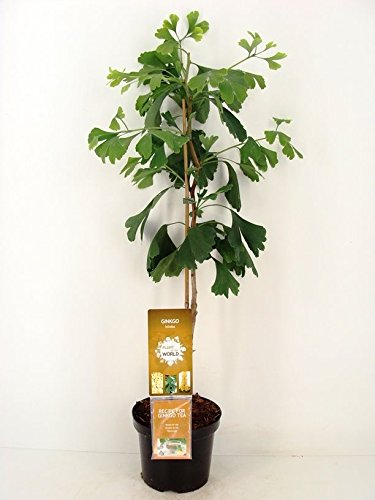 Ginkgo Baum - Ginkgo biloba - lteste Baumart der Welt - verschiedene  Gren (60-80cm - 3 Ltr.) : Amazon.de: Drogerie & Krperpflege