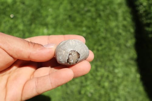 Image of 4pcs Sea Urchin Fossil Rare Toxaster peroni Fossil from The Cretaceous Period - Authentic Moroccan sea Urchin, Natural Specimen, for Collectors and Geologists A140