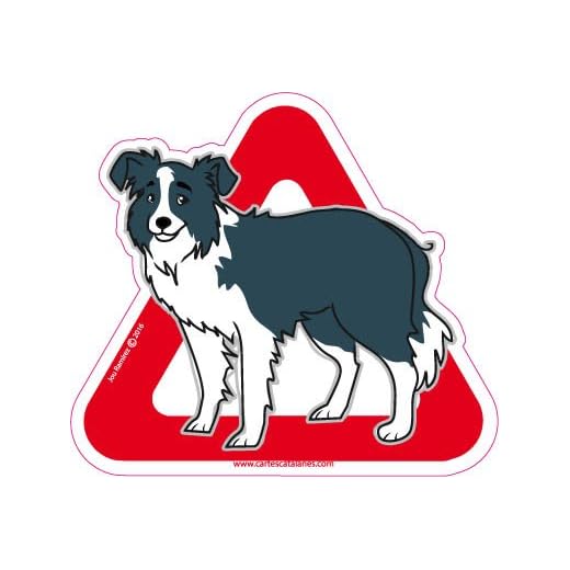 Border Collie a bordo