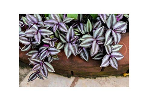 Plant House Richyards Live"Wandering Jew""Tradescantia pallid" Charming Indoor Plant With Pot - Indoor Love Plant (B08P9GMJG4) Amazon Price History, Amazon Price Tracker