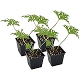 Live Citronella Geranium Plants (4-Pack); Pelargonium Citronella Scented Potted Plants