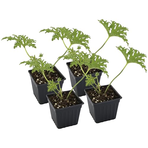 Live Citronella Geranium Plants (4-Pack); Pelargonium Citronella Scented Potted Plants