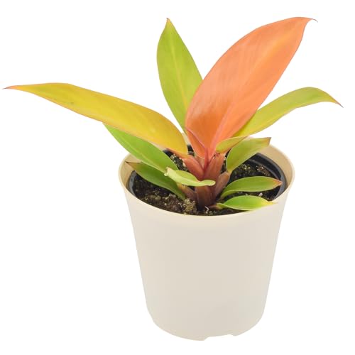 Arcadia Garden Products Live Prince of Orange Philodendron Rare Indoor Houseplant in...