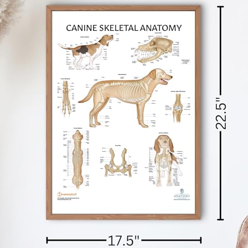 Image of 3 PACK Canine Muscular and Skeletal Systems with Internal Organ Anatomy Poster Set, LAMINATED, Veterinary Anatomy Physiology, 17.3 x 22.5 Inches, Anatomical Diagram for Education Learning and Students