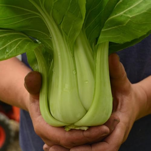 Mixrug 2000+ Organic Bok Choy Seeds for Planting Outdoors-Bokchoy Seeds Non-GMO Heirloom-Asian Vegetable Seed Heirloom Fast Growing High Germination for Home Outdoor Garden - Thumbnail 4