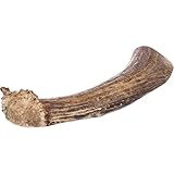 Prairie Dog Antlers | North American SPLIT Deer Antler | X-LARGE | Naturally Shed | Hand Harvested | Nutrient Rich | 7.5-8.5 inches long