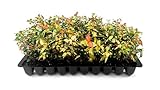 Jasmine Summer Sunset - 60 Live Plants - Trachelospermum Asiaticum - Colorful Groundcover Vine