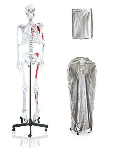 Vision Scientific Vas200-Dc Life Size Human Skeleton-66” (168Cm) With Muscle, Including Dca-01 Thick Zip Dust Cover & Color Skeleton Diagram #TOP29