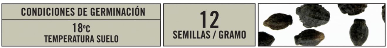 BATLLE Hermosa de Noche Variada 10 g – Semillas de Flor Perfumada de Apertura Nocturna – Ideal para Borduras, Arriates y Canastillas