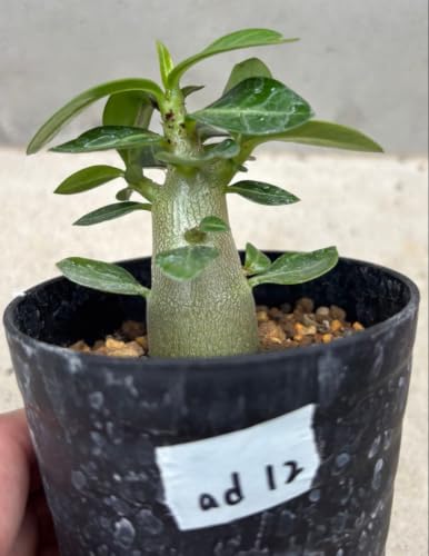 観葉植物 アデニウム アラビカム ドワーフ」の人気商品一覧・価格比較