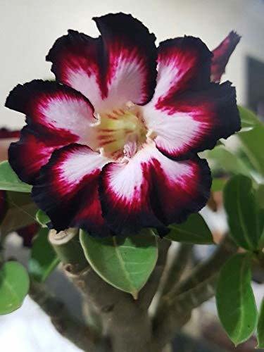 FasanGreen Adenium Flower Indoor & Outdoor Plant with Plastic Bag (Pack of 1) (FG_340) (B0BV6QYLC3) Amazon Price History, Amazon Price Tracker