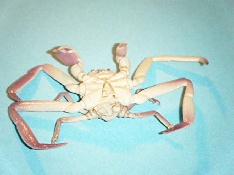 海洋堂　日本カニ大全　カプセルQ　KAIYODO 日本カニ大全(カプセルQ)KAIYODO 海洋堂 No.5 ミナミ