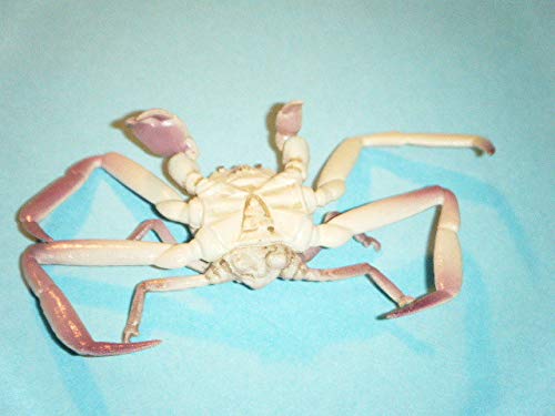 Amazon.co.jp: カプセルQ 日本カニ大全 ヘイケガニ 株 海洋堂 旧